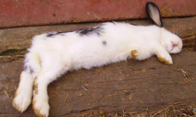 Tavşanlarda koksidiyoz