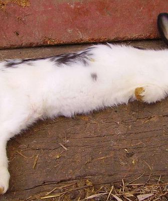 Tavşanlarda koksidiyoz