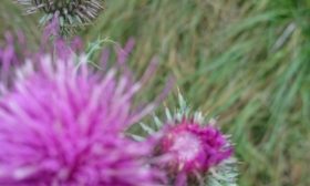 Devedikeni çiçekleri