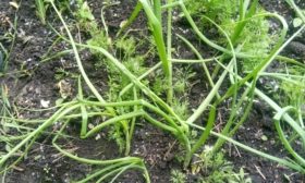 Soğan tüyleri düştü