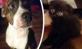 Bir köpek ve bir kedi arasındaki dostluk