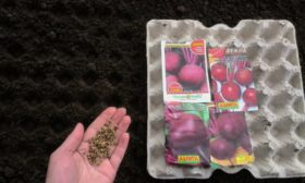 Pancar tohumlarının ekimi