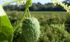 Fışkıran salatalık