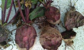 Pancar hastalıkları