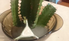 Euphorbe triangulaire