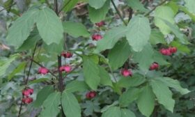 Euonymus à feuilles larges