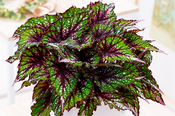 Bilif Afrika Ormanı