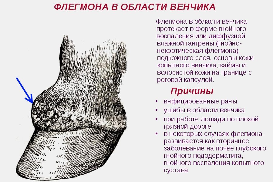 Bir atın koroner bandının flegmonu