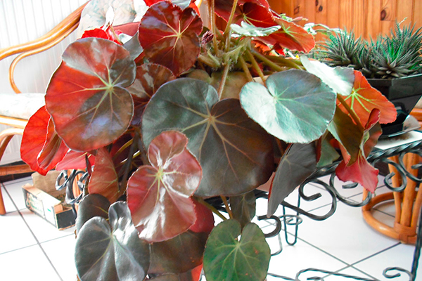 Kırmızı Yapraklı Begonya Fista