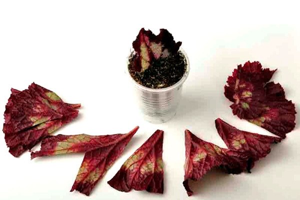 Yapraklar ve çelikler