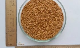 Sarepta hardal tohumları