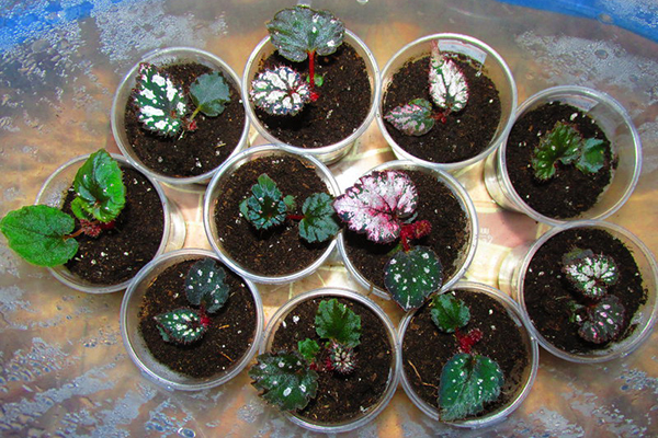 Begonia Regina'yı Tohumlardan Yetiştirme