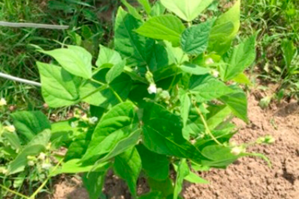 Caratteristiche dell'aspetto della pianta e dei frutti