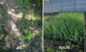 Kornevin'den önce ve sonra