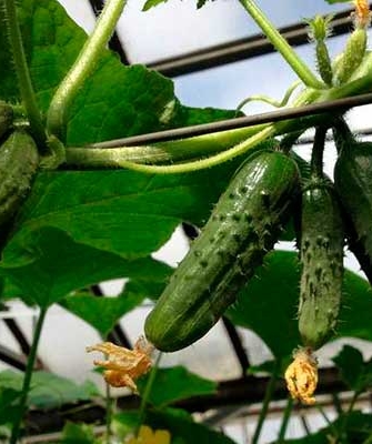 mga pipino ng swallowtail