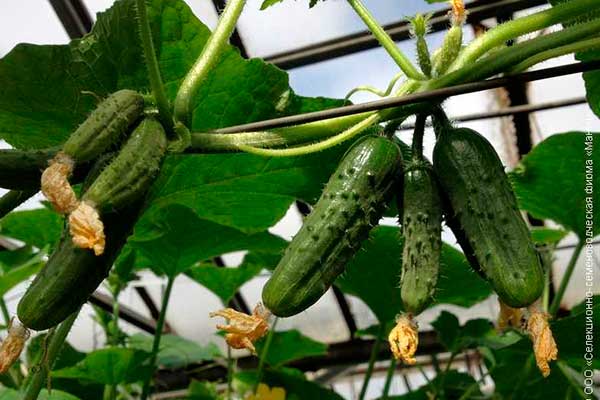 concombres à queue d'hirondelle