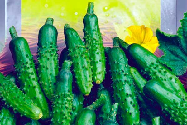 variété à queue d'hirondelle