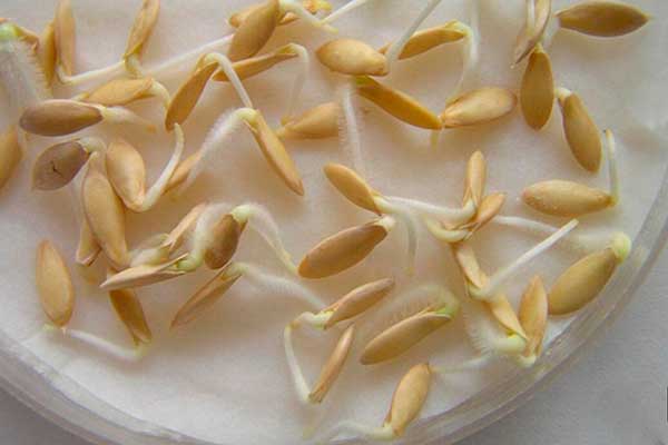 Germination des graines