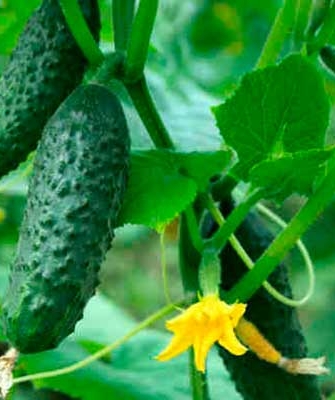 Mga panlabas na katangian ng halaman at mga pipino