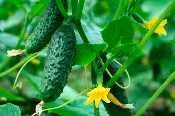 Bitkinin ve salatalığın dış özellikleri