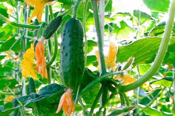 Caractéristiques externes de la plante et des concombres1