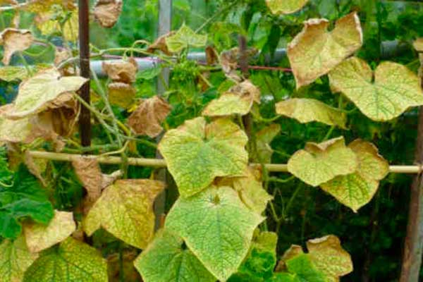 Hastalıklar ve parazitler