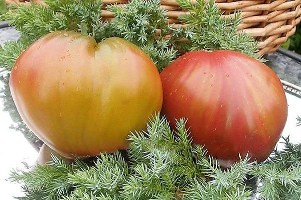 Açıklama ve özellikler2