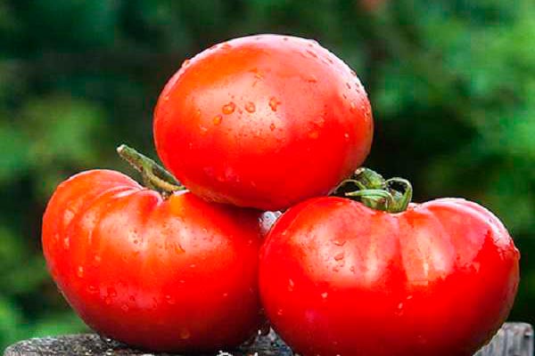 Toplu çiftlik kraliçesi