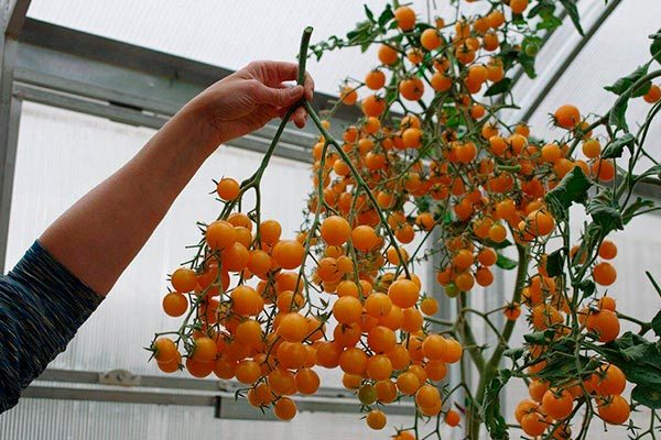 Lezzet özellikleri ve kullanım incelikleri