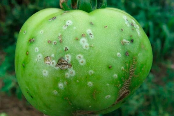 Hastalıklar ve zararlılar