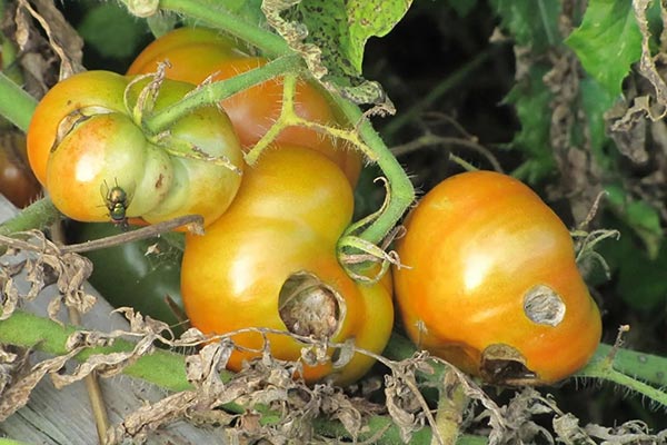 Hastalıklar ve zararlılar