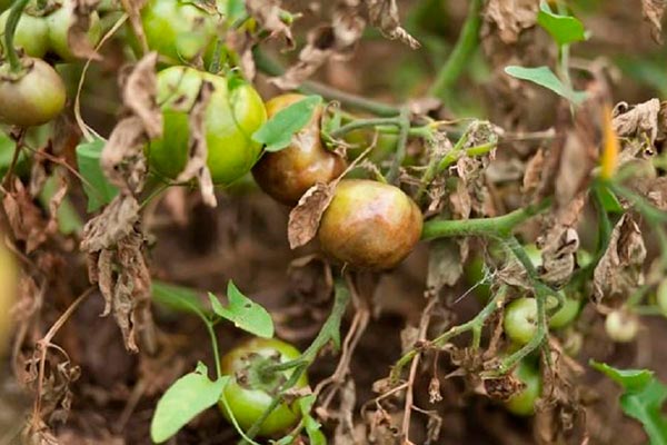 Zararlı ve hastalık kontrolü