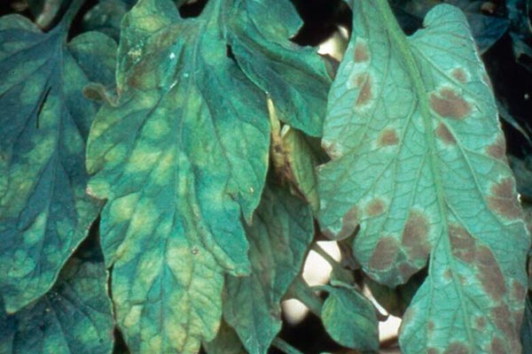 Zararlı ve hastalık kontrolü