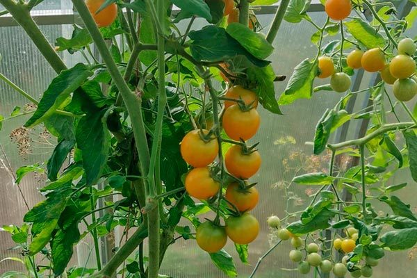 Olgunlaşma süresi ve verimlilik