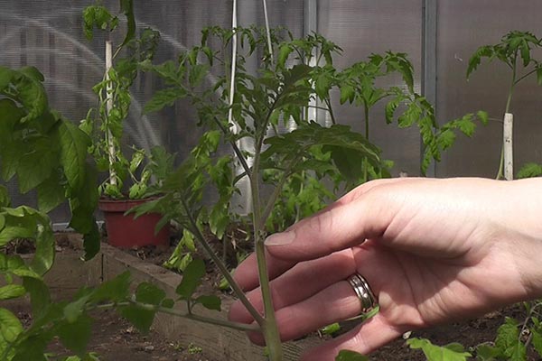 Kiraz domateslerinden bir çalı oluşturma