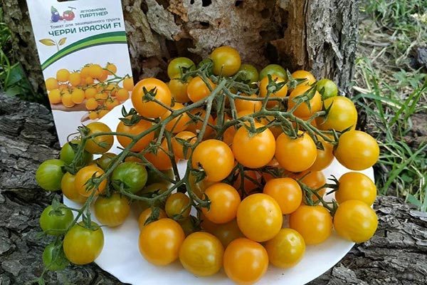 Tarihi gerçekler ve yetiştirme alanı