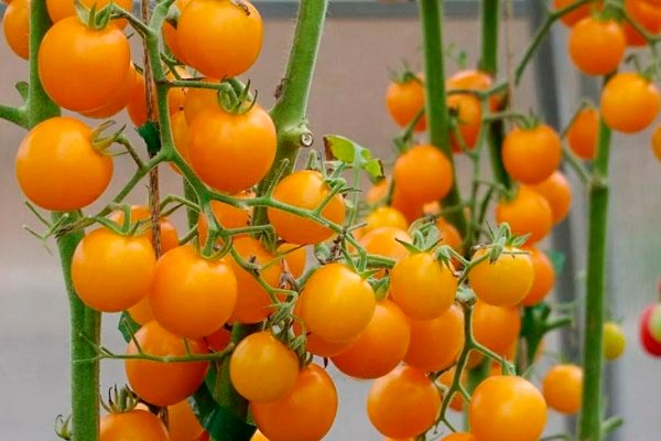 Çalıların ve meyvelerin tanımı