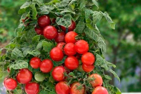 Çalıların ve meyvelerin tanımı