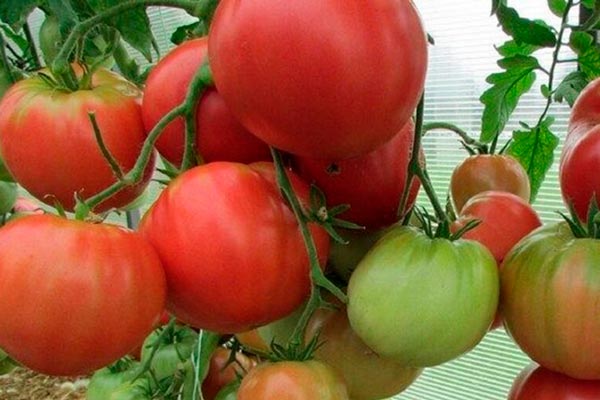 Bitki ve meyvelerin ayırt edici özellikleri