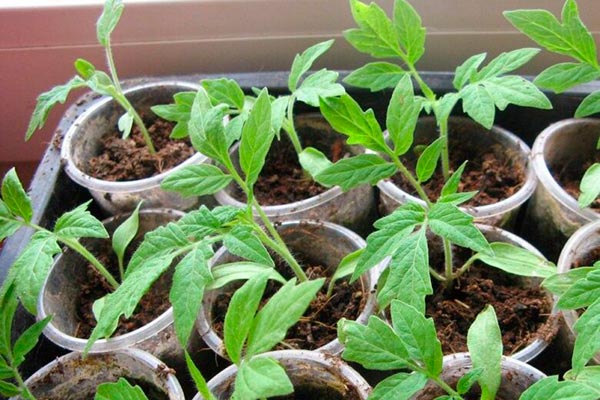 Kalıcı bir yere nakil