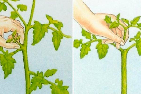 Budama, şekillendirme ve sıkıştırma