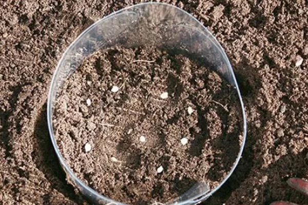 Tohumları doğrudan toprağa ekmek