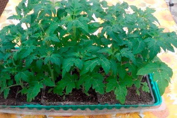 Fide ekimi ve bakımı