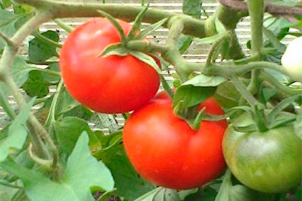 Olgunlaşma süresi ve verimlilik