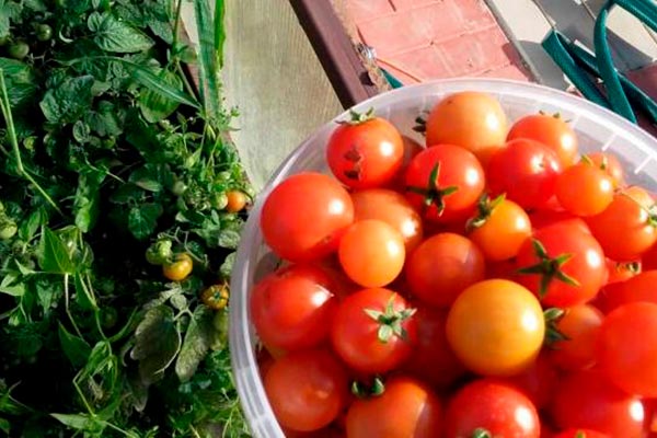 Olgunlaşma süresi, verimlilik ve taşınabilirlik