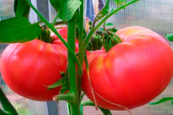 Kolkhoznaya Koroleva domates