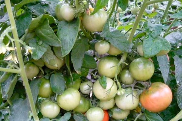 tomat-ultraskorospeli-1