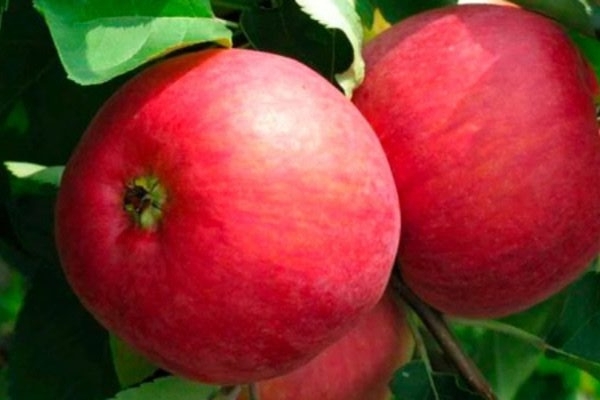 İlkbahar elma ağacı