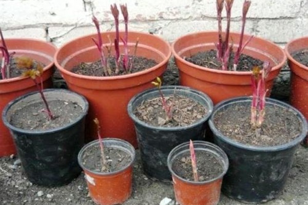 Saksılardaki Brother Chuck şakayık fideleri