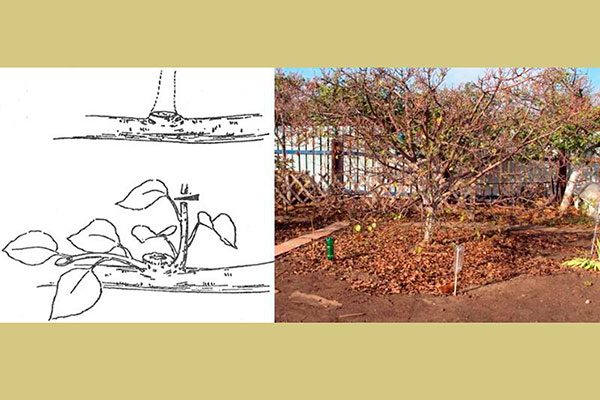 Kurdyumov2'ye göre Erik formasyonu18